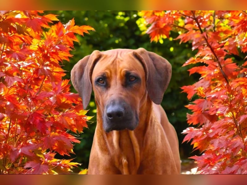 Rhodesian Ridgeback Welpen Wurfplanung für Januar 2025! FCI-Zucht