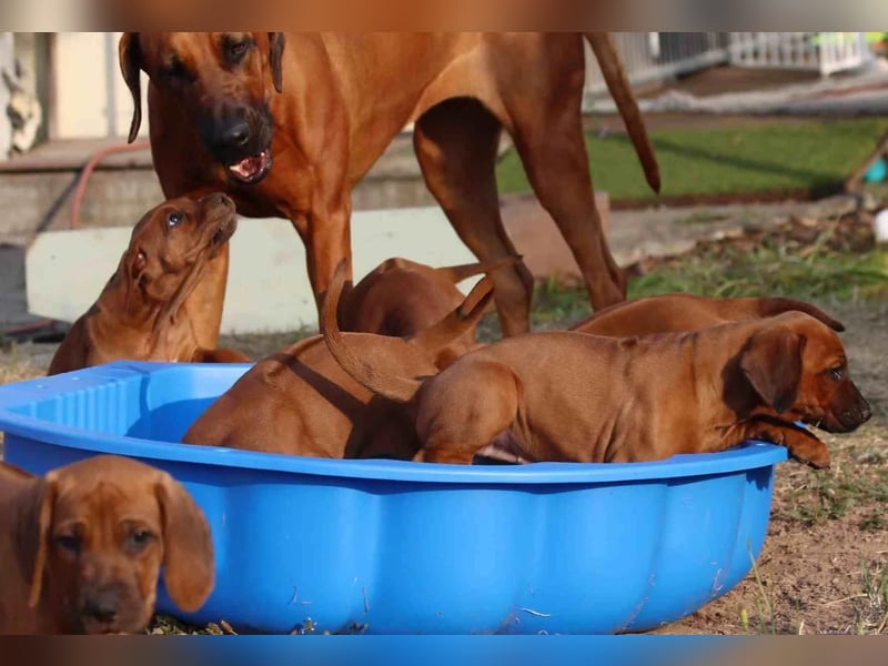 Rhodesian Ridgeback Welpen Wurfplanung für Januar 2025! FCI-Zucht