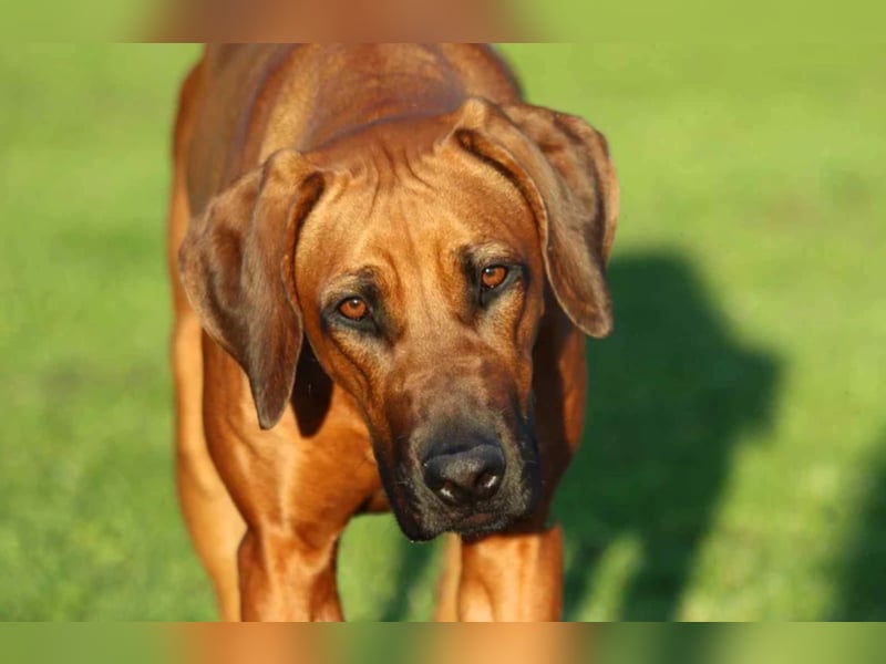 Rhodesian Ridgeback Welpen Wurfplanung für Januar 2025! FCI-Zucht