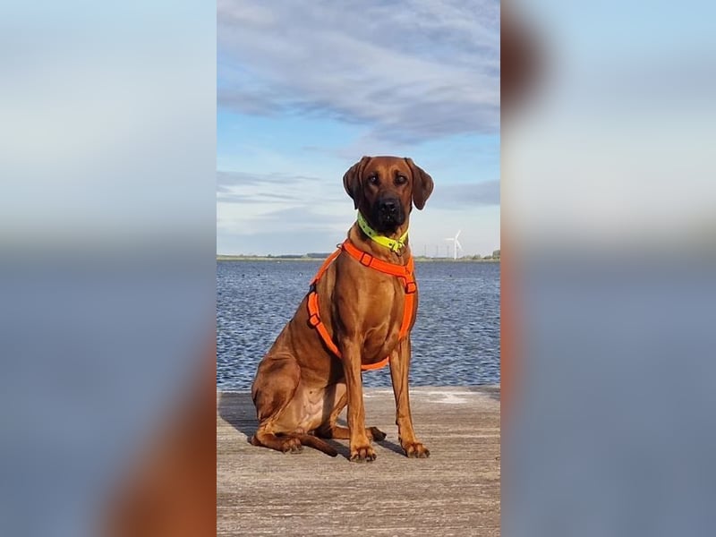 Rhodesian Ridgeback Welpen Wurfplanung für Januar 2025! FCI-Zucht
