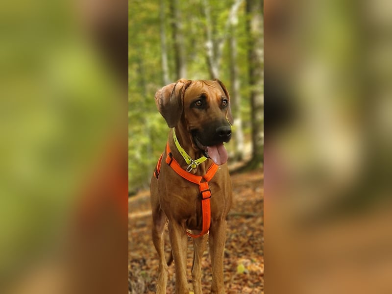 Rhodesian Ridgeback Welpen Wurfplanung für Januar 2025! FCI-Zucht