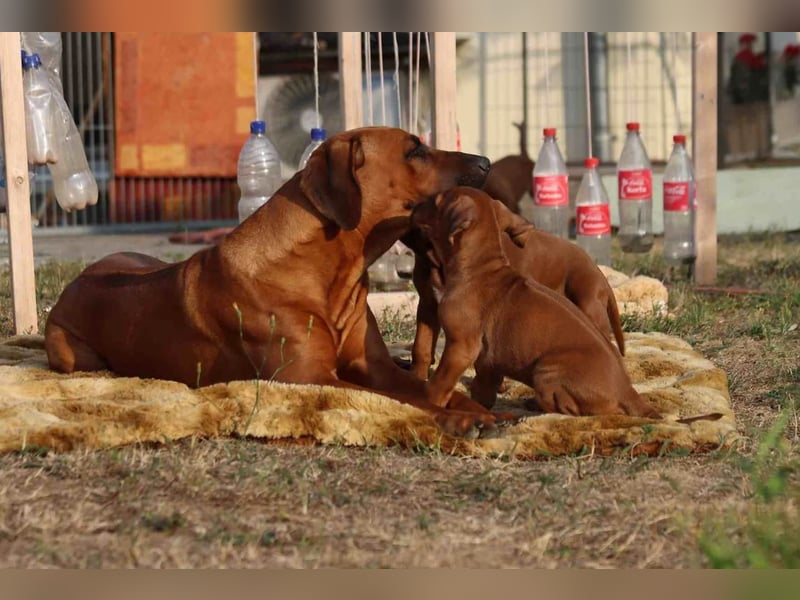 Rhodesian Ridgeback Welpen Wurfplanung für Januar 2025! FCI-Zucht