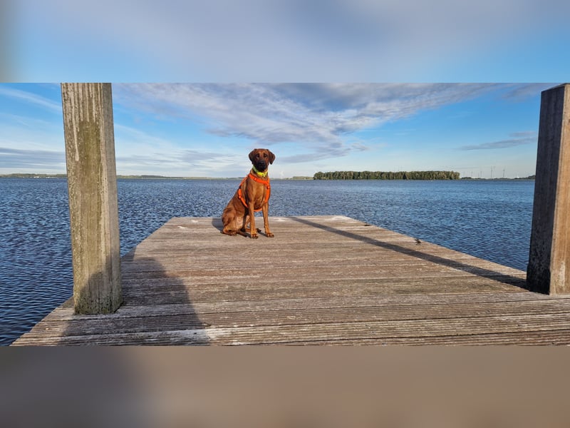 Rhodesian Ridgeback Welpen Wurfplanung für Januar 2025! FCI-Zucht