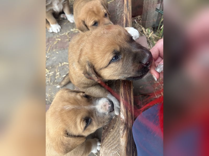 Labrador x Rhodesien Ridgeback Welpen