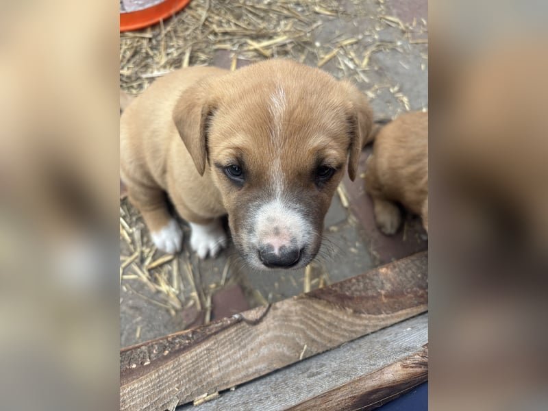 Labrador x Rhodesien Ridgeback Welpen