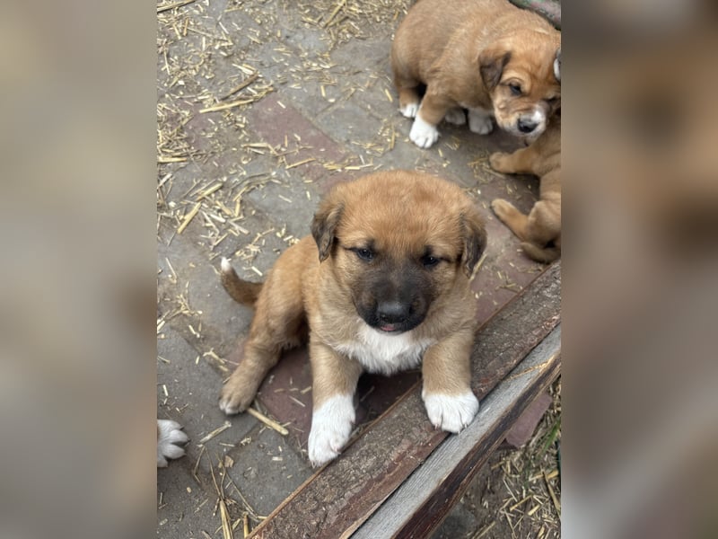 Labrador x Rhodesien Ridgeback Welpen