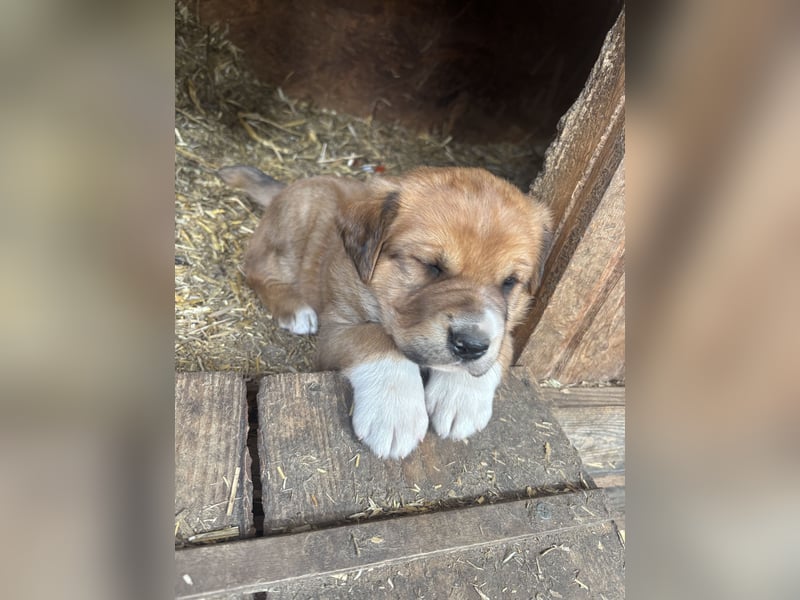 Labrador x Rhodesien Ridgeback Welpen
