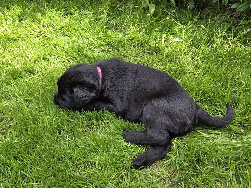 Riesenschnauzer schwarz