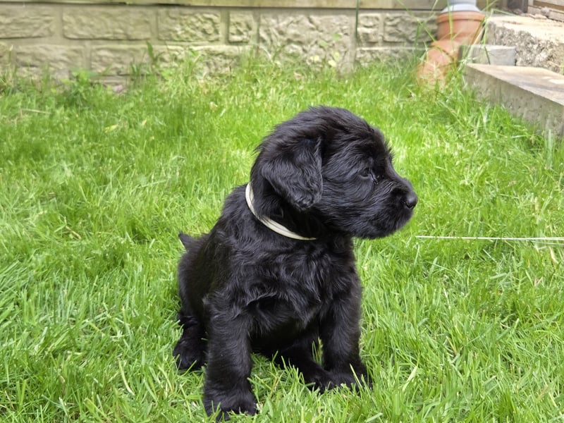 Riesenschnauzer schwarz