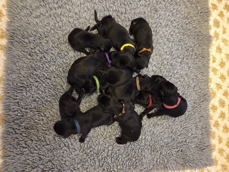 Riesenschnauzer schwarz
