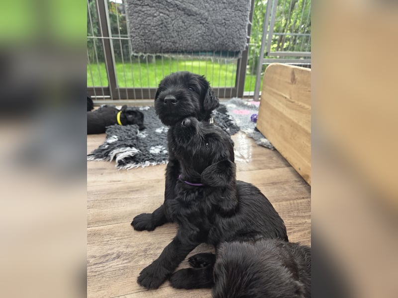 Riesenschnauzer schwarz