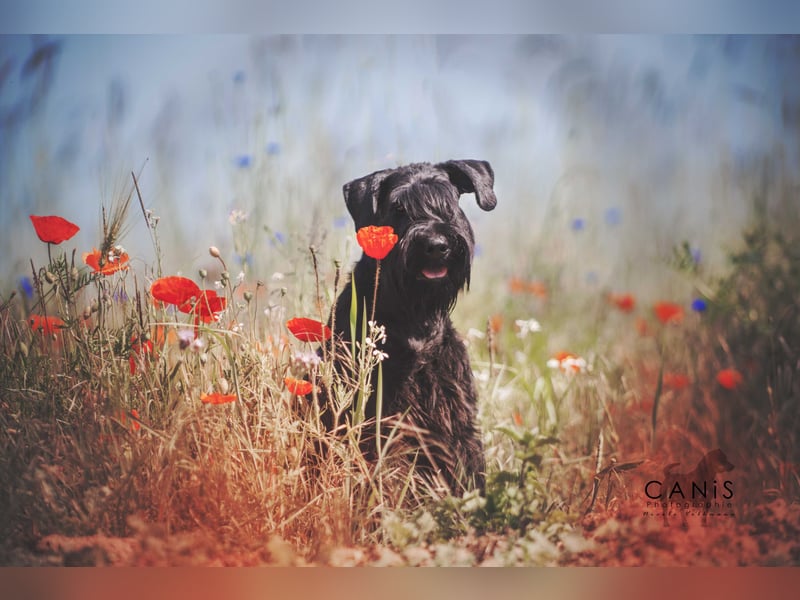 Riesenschnauzer schwarz