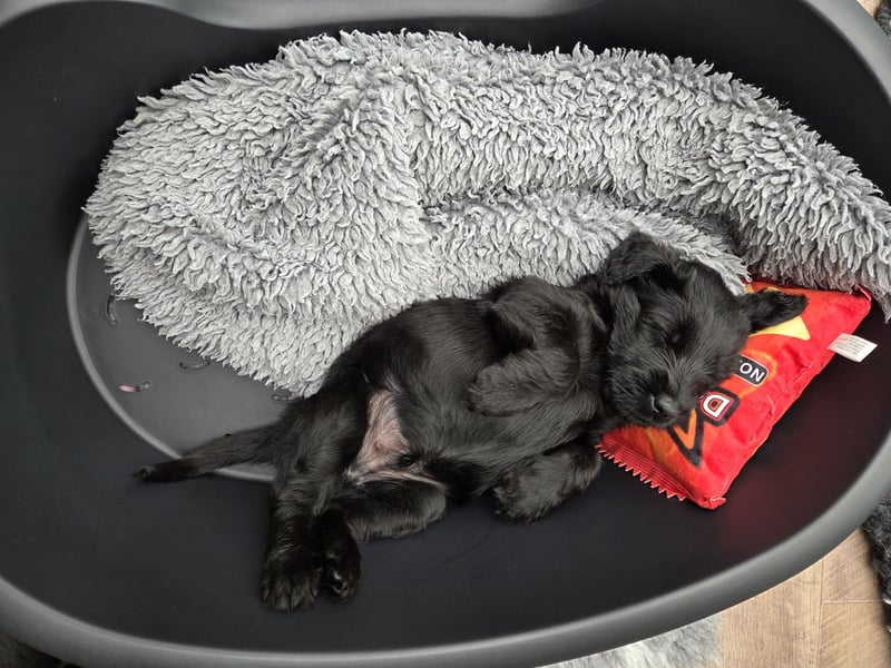 Riesenschnauzer schwarz