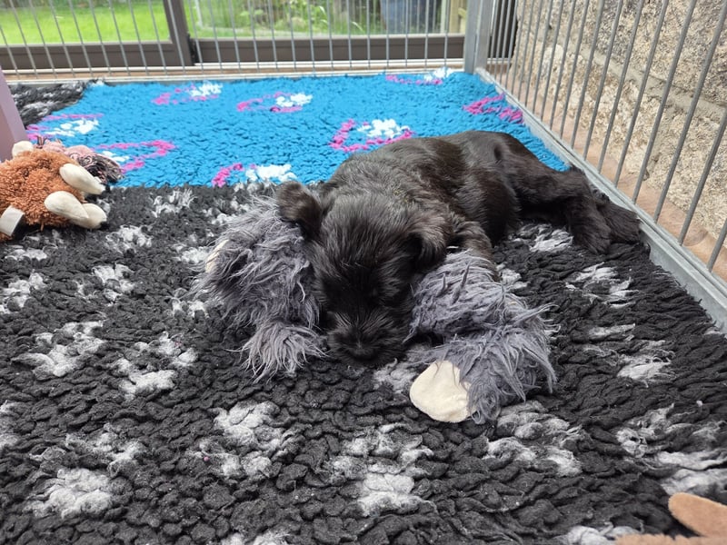 Riesenschnauzer schwarz