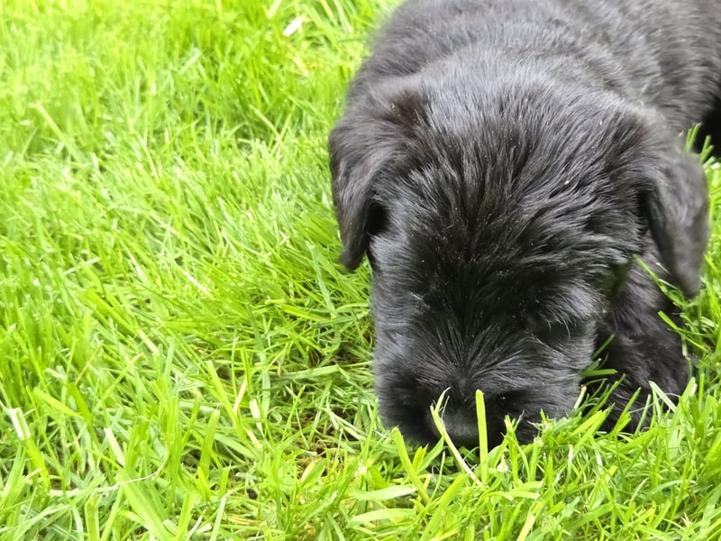 Riesenschnauzer schwarz