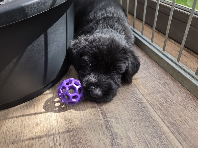 Riesenschnauzer schwarz