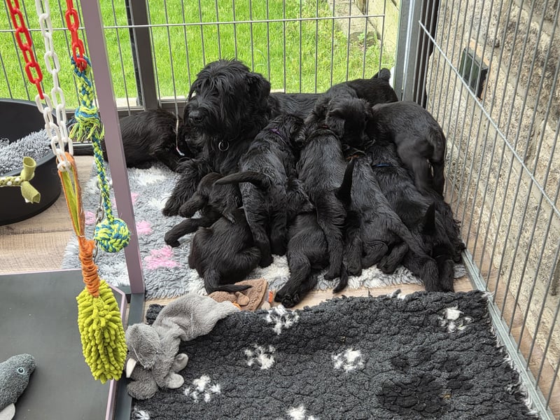 Riesenschnauzer schwarz