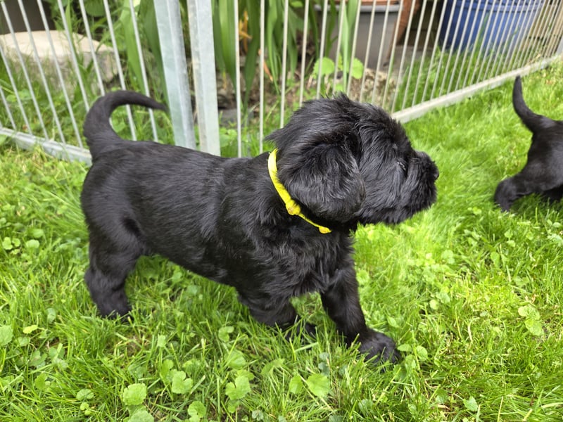 Riesenschnauzer schwarz