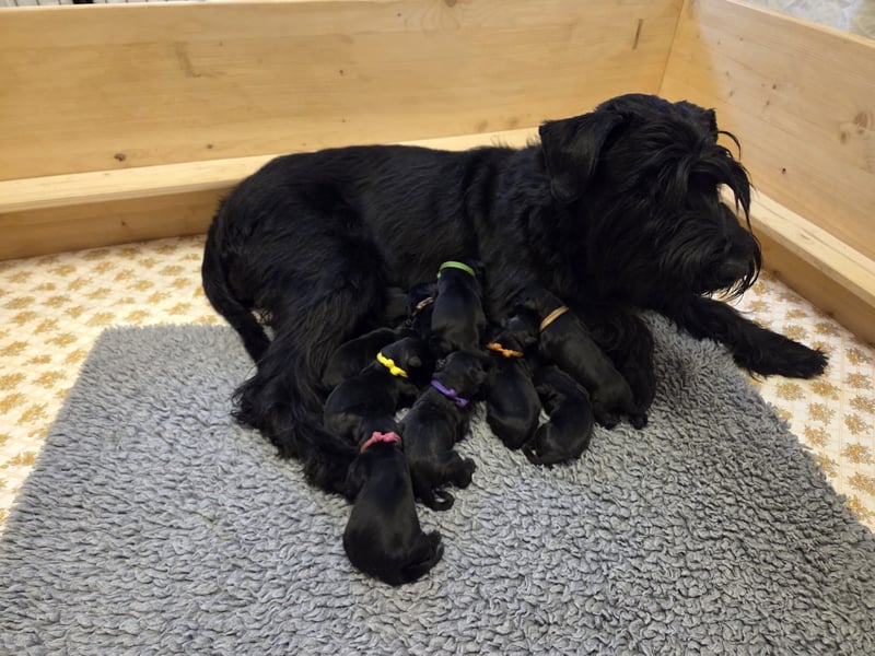 Riesenschnauzer schwarz