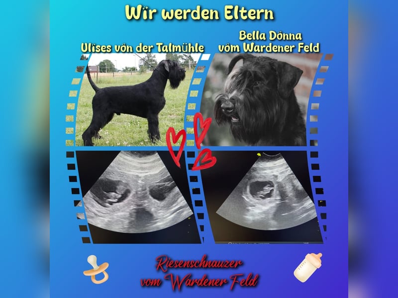 Riesenschnauzer schwarz