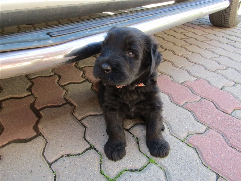 riesenschnauzer welpen