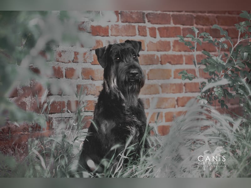 Wurfankündung Riesenschnauzer schwarz Kör & Leistungszucht