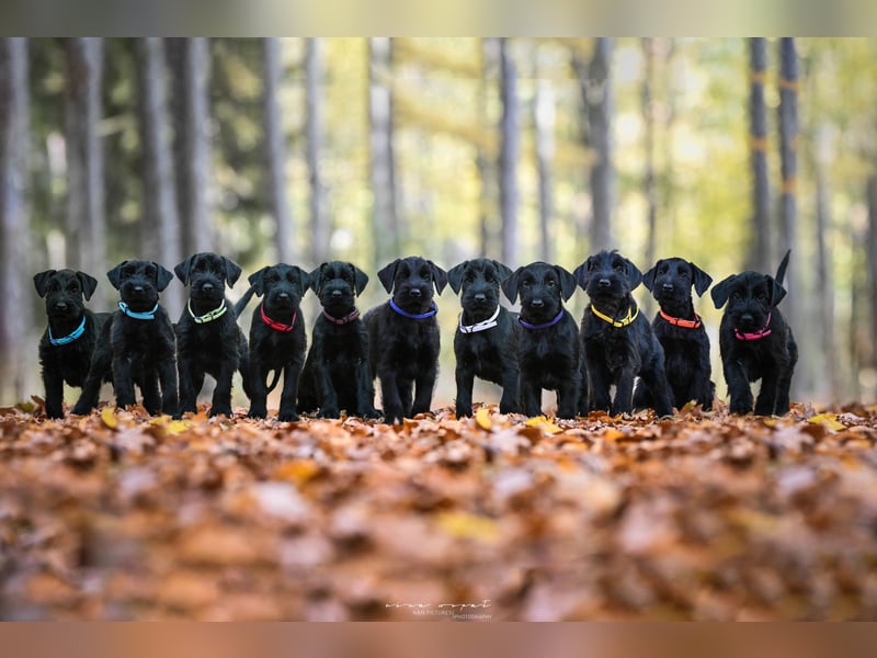 Wurfankündung Riesenschnauzer schwarz Kör & Leistungszucht