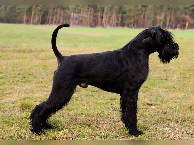 Wurfankündung Riesenschnauzer schwarz Kör & Leistungszucht