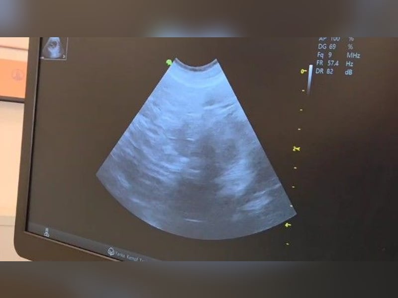 Wurfankündung Riesenschnauzer schwarz Kör & Leistungszucht