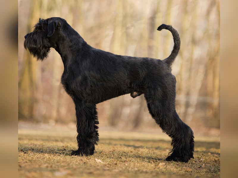 Wurfankündung Riesenschnauzer schwarz Kör & Leistungszucht