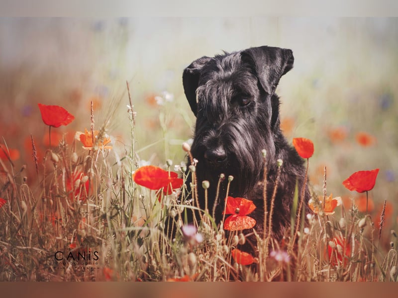 Wurfankündung Riesenschnauzer schwarz Kör & Leistungszucht