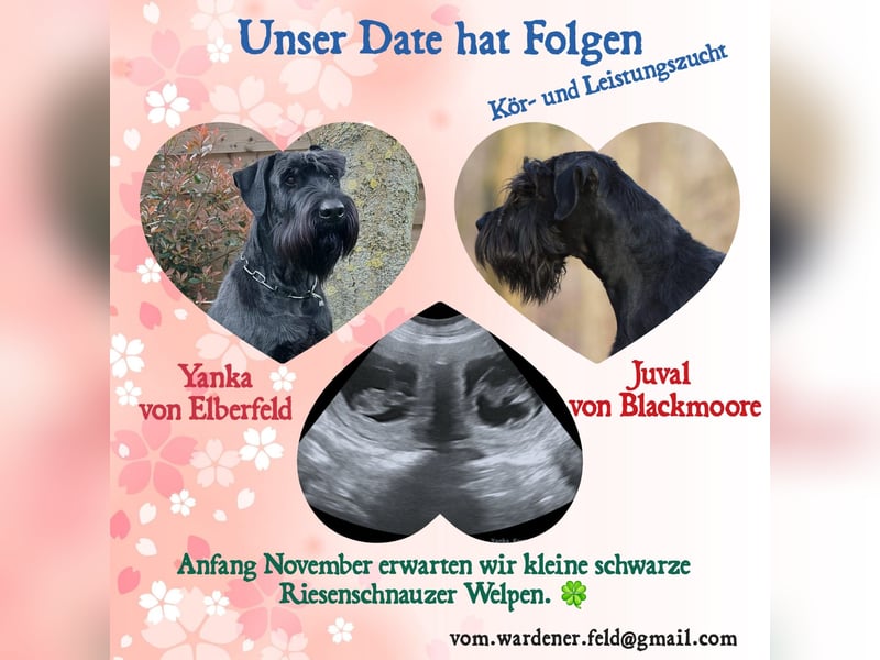 Wurfankündung Riesenschnauzer schwarz Kör & Leistungszucht