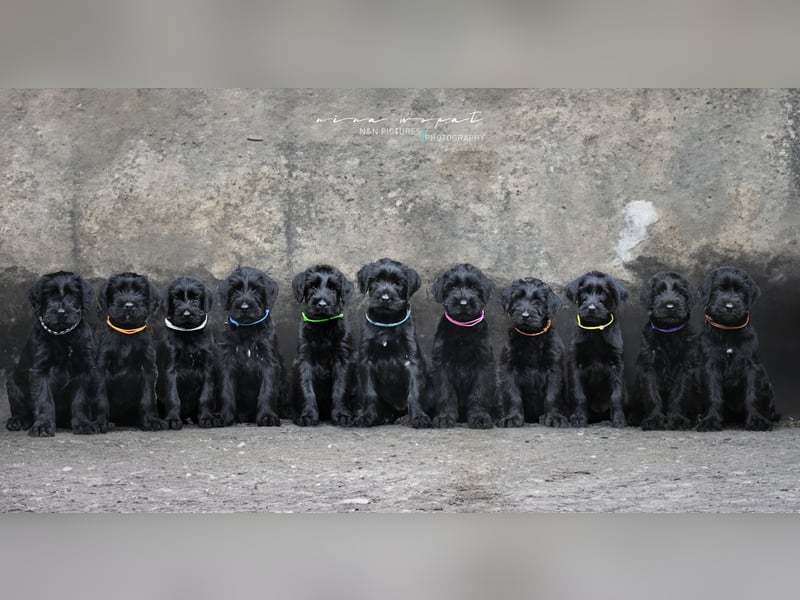 Wurfankündung Riesenschnauzer schwarz Kör & Leistungszucht