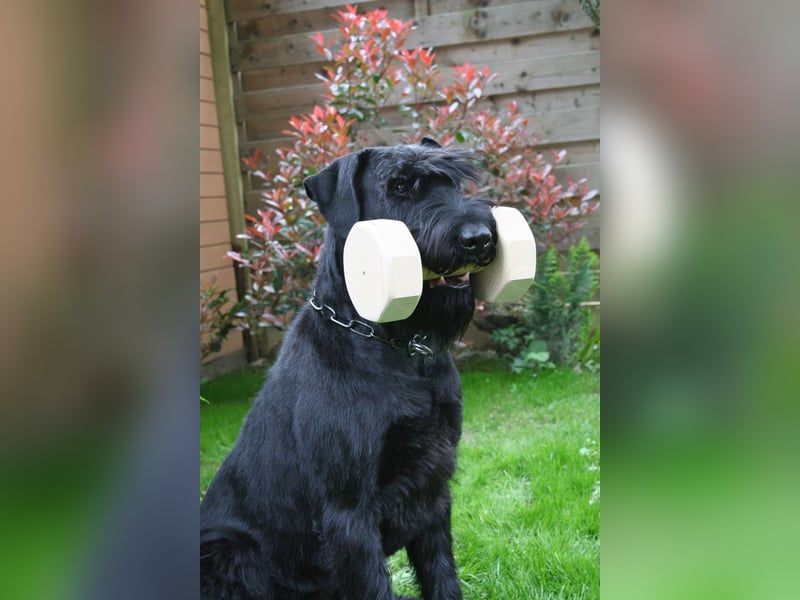 Wurfankündung Riesenschnauzer schwarz Kör & Leistungszucht