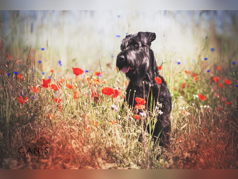 Wurfankündung Riesenschnauzer schwarz Kör & Leistungszucht