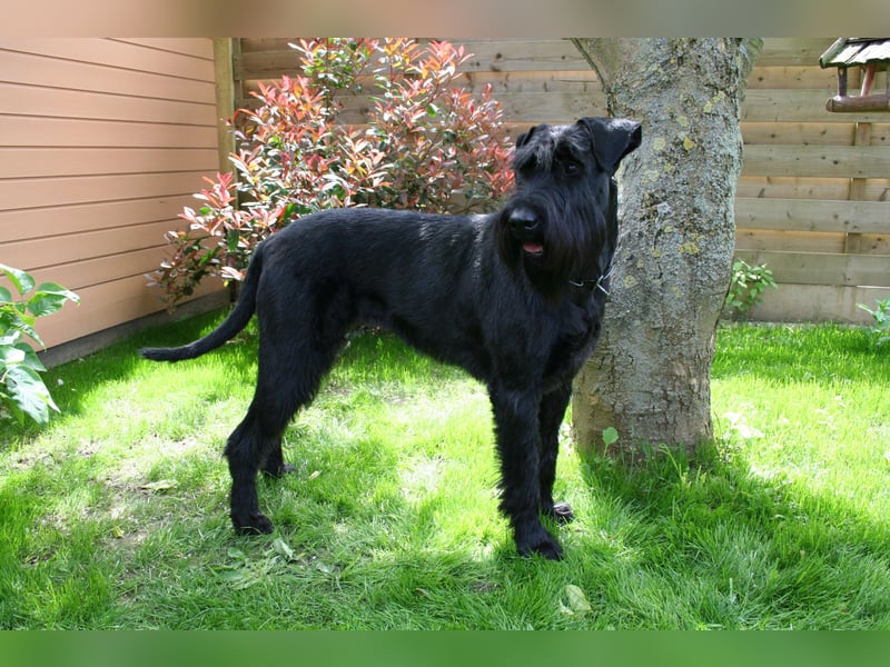 Wurfankündung Riesenschnauzer schwarz Kör & Leistungszucht