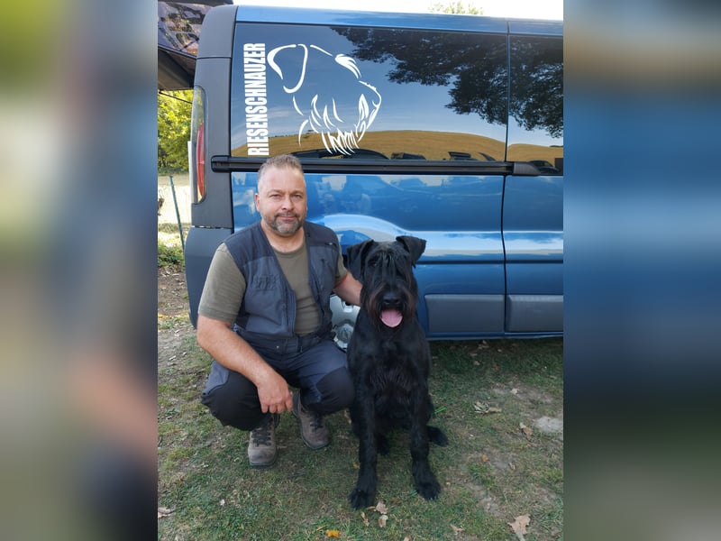 Wurfankündung Riesenschnauzer schwarz Kör & Leistungszucht