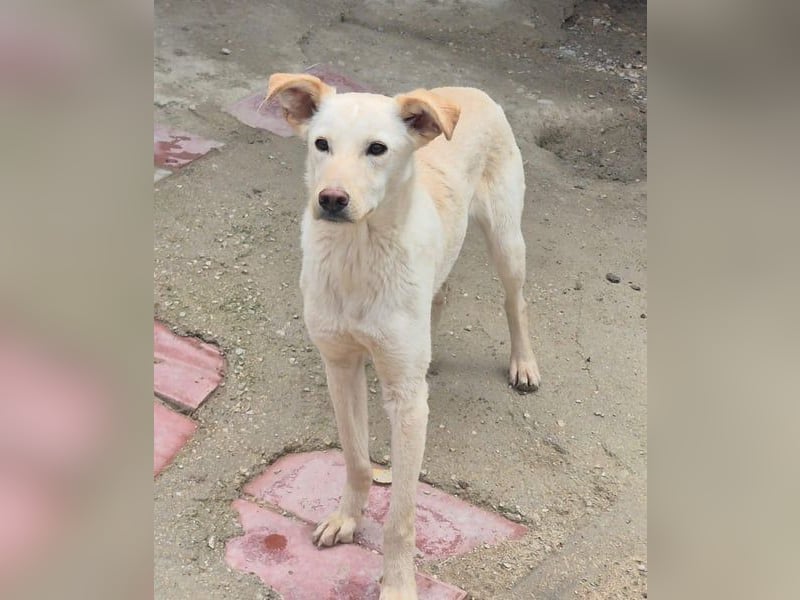 Bombay, leise schüchtern und unsichtbar