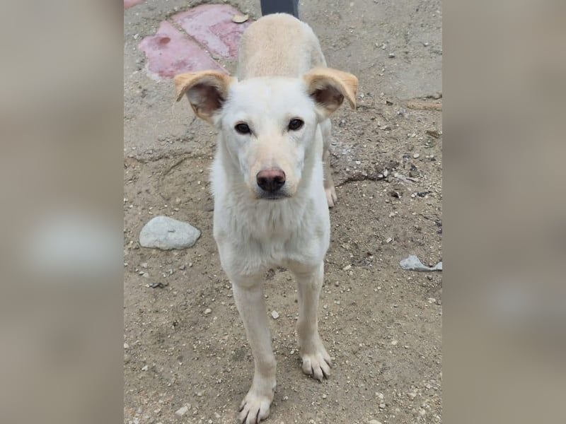 Bombay, leise schüchtern und unsichtbar