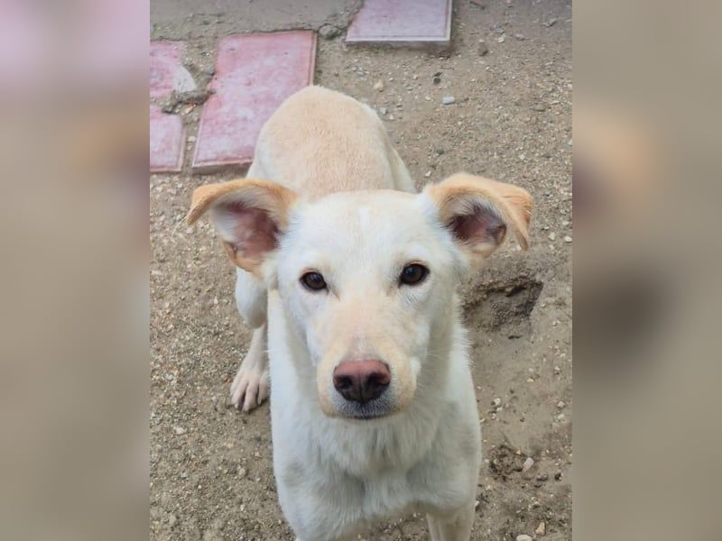 Bombay, leise schüchtern und unsichtbar