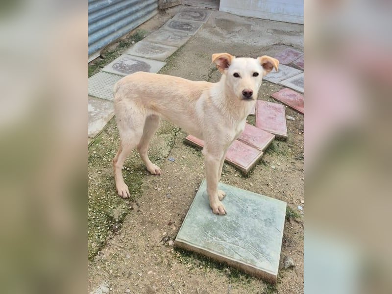 Bombay, leise schüchtern und unsichtbar