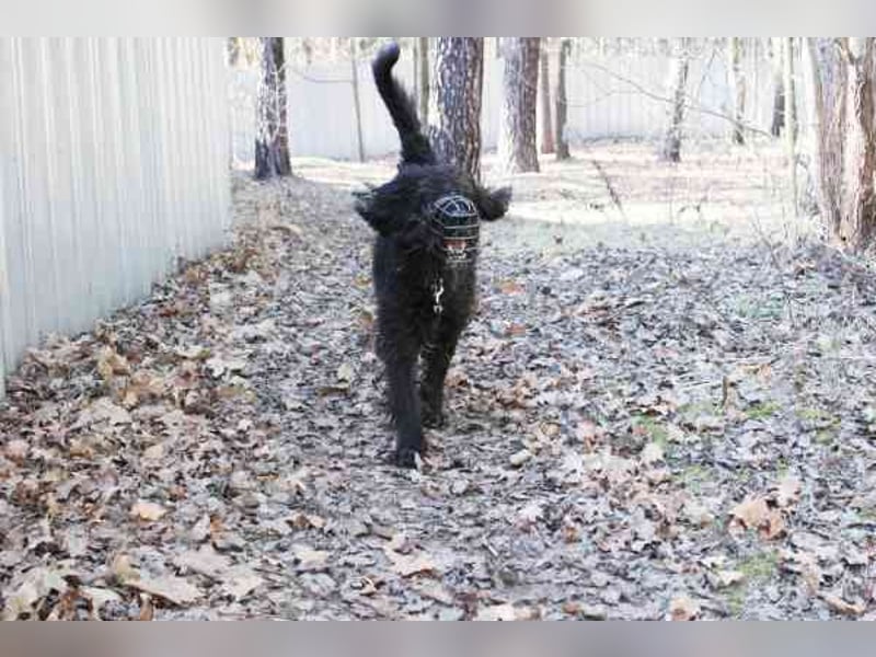 Lucky, Riesenschnauzer-Wachtel-Mix, geb. 2018, su. Menschen mit Rasseerfahrung und Kompetenz