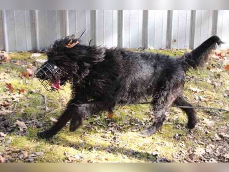 Lucky, Riesenschnauzer-Wachtel-Mix, geb. 2018, su. Menschen mit Rasseerfahrung und Kompetenz