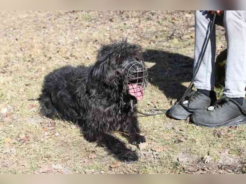 Lucky, Riesenschnauzer-Wachtel-Mix, geb. 2018, su. Menschen mit Rasseerfahrung und Kompetenz
