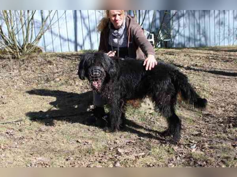 Lucky, Riesenschnauzer-Wachtel-Mix, geb. 2018, su. Menschen mit Rasseerfahrung und Kompetenz