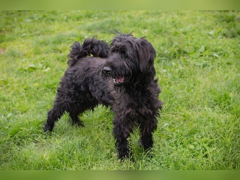 NELSON - der aktive und verspielte Rüde möchte mit seinen Menschen tolle Abenteuer erleben