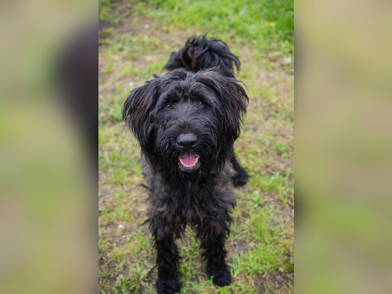 NELSON - der aktive und verspielte Rüde möchte mit seinen Menschen tolle Abenteuer erleben