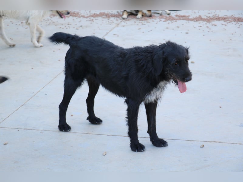 Schnauzer-Mix-Hündin Bogi geb. 05/2022 ist lebensfroh und super verschmust