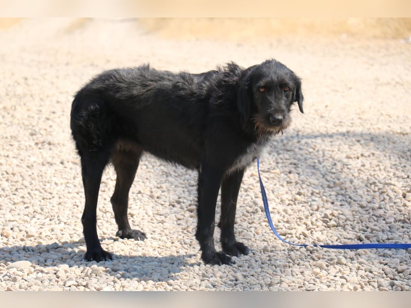 Schnauzer-Mix-Hündin Bogi geb. 05/2022 ist lebensfroh und super verschmust