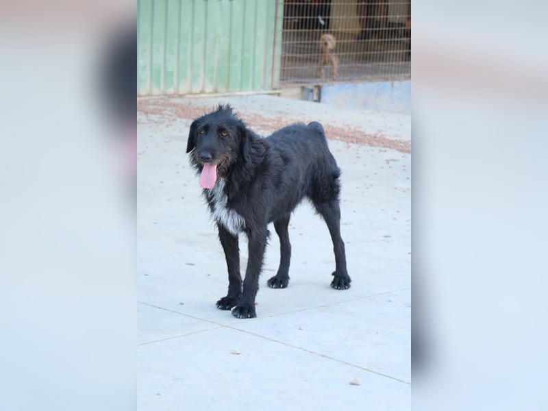 Schnauzer-Mix-Hündin Bogi geb. 05/2022 ist lebensfroh und super verschmust